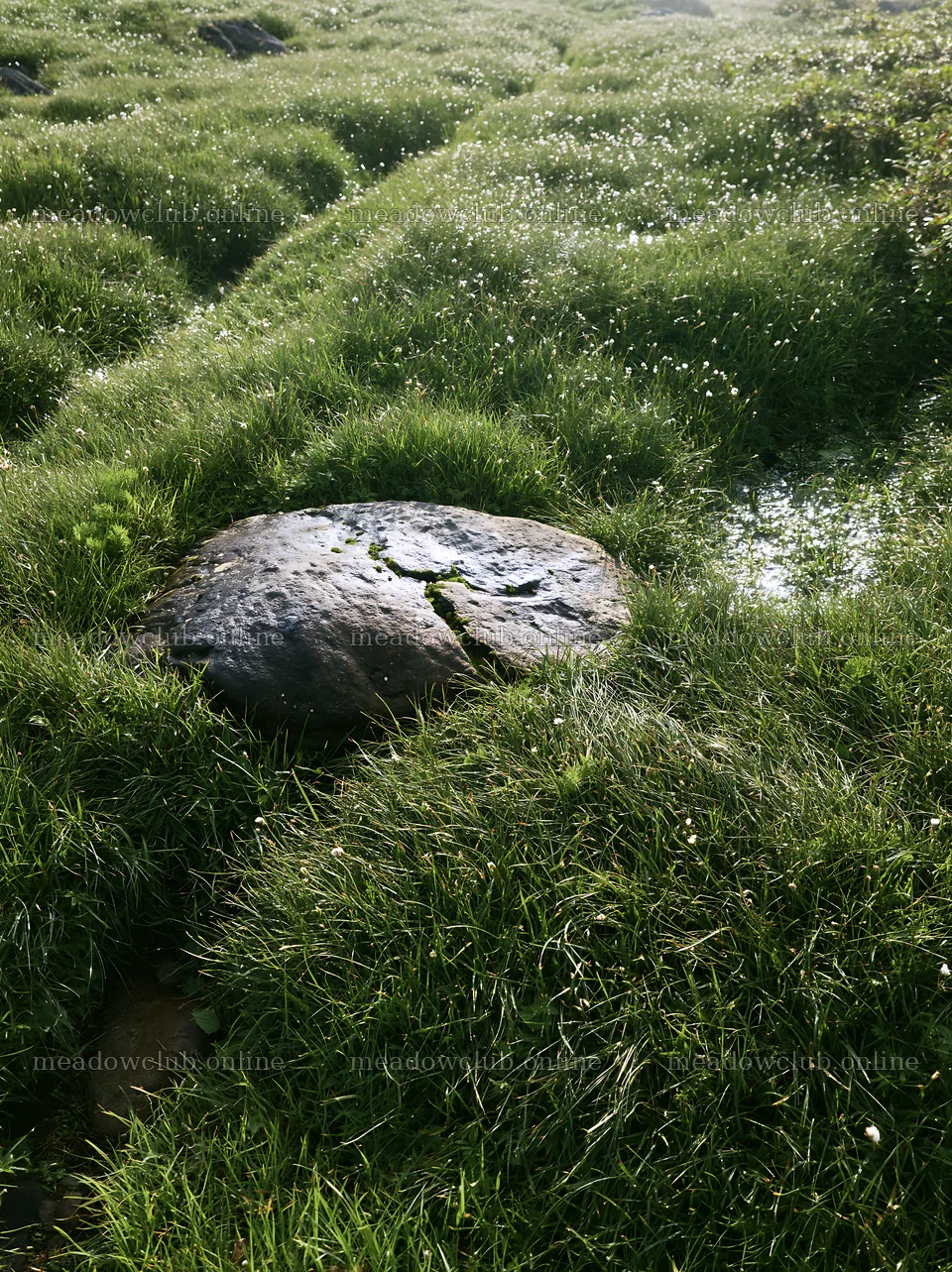 Aomori climate resilient meadow with boulder – meadow photos 6866x9174
