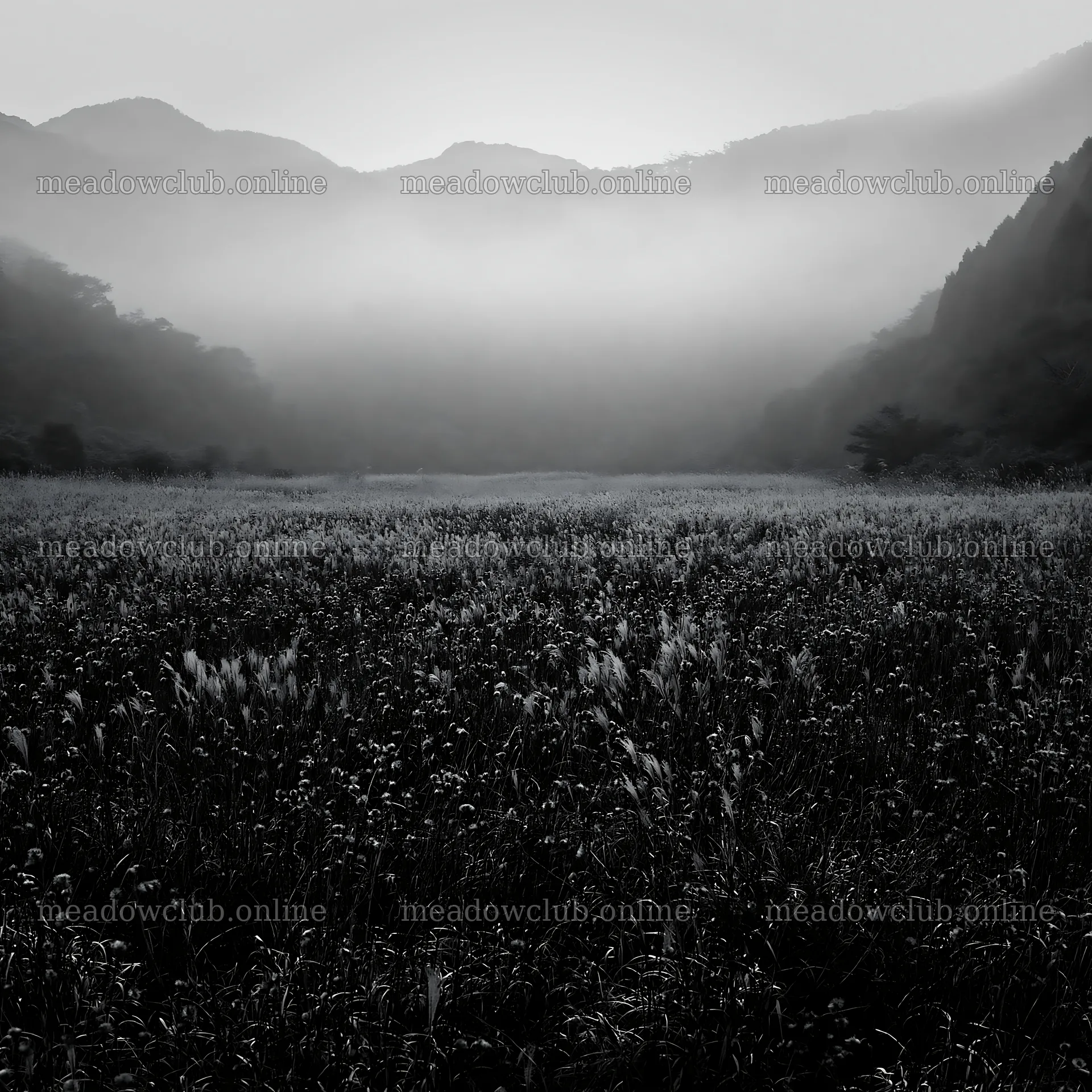 Ehime twilight meadow with dry seedheads – meadow photos 7938x7938