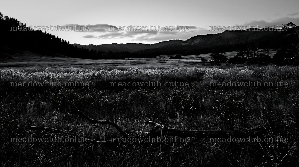 Yamagata rewilded meadow fallen branch foreground in evening light – meadow photos 10608x5938
