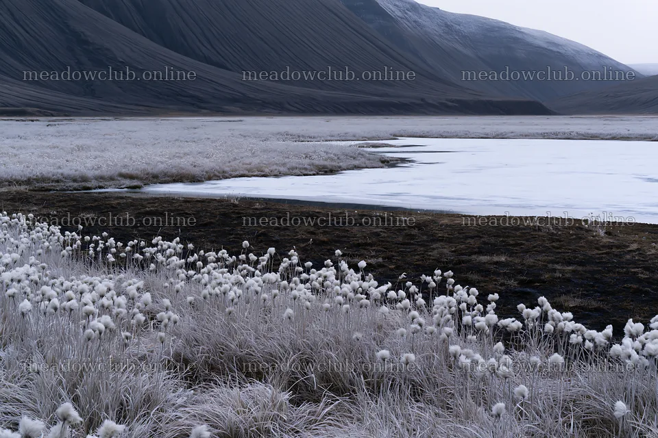 Frozen tarn meadow in a winter landscape – meadow photos 9722x6480