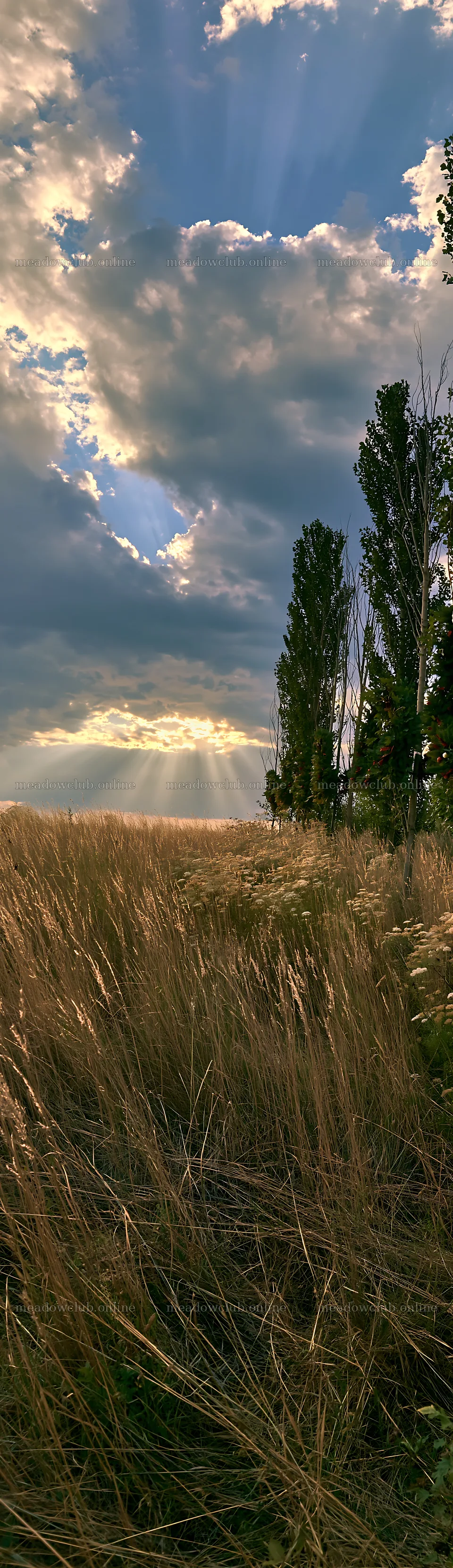 Christmas wreaths in meadow beneath clouds and rays – meadow photos 4268x14762