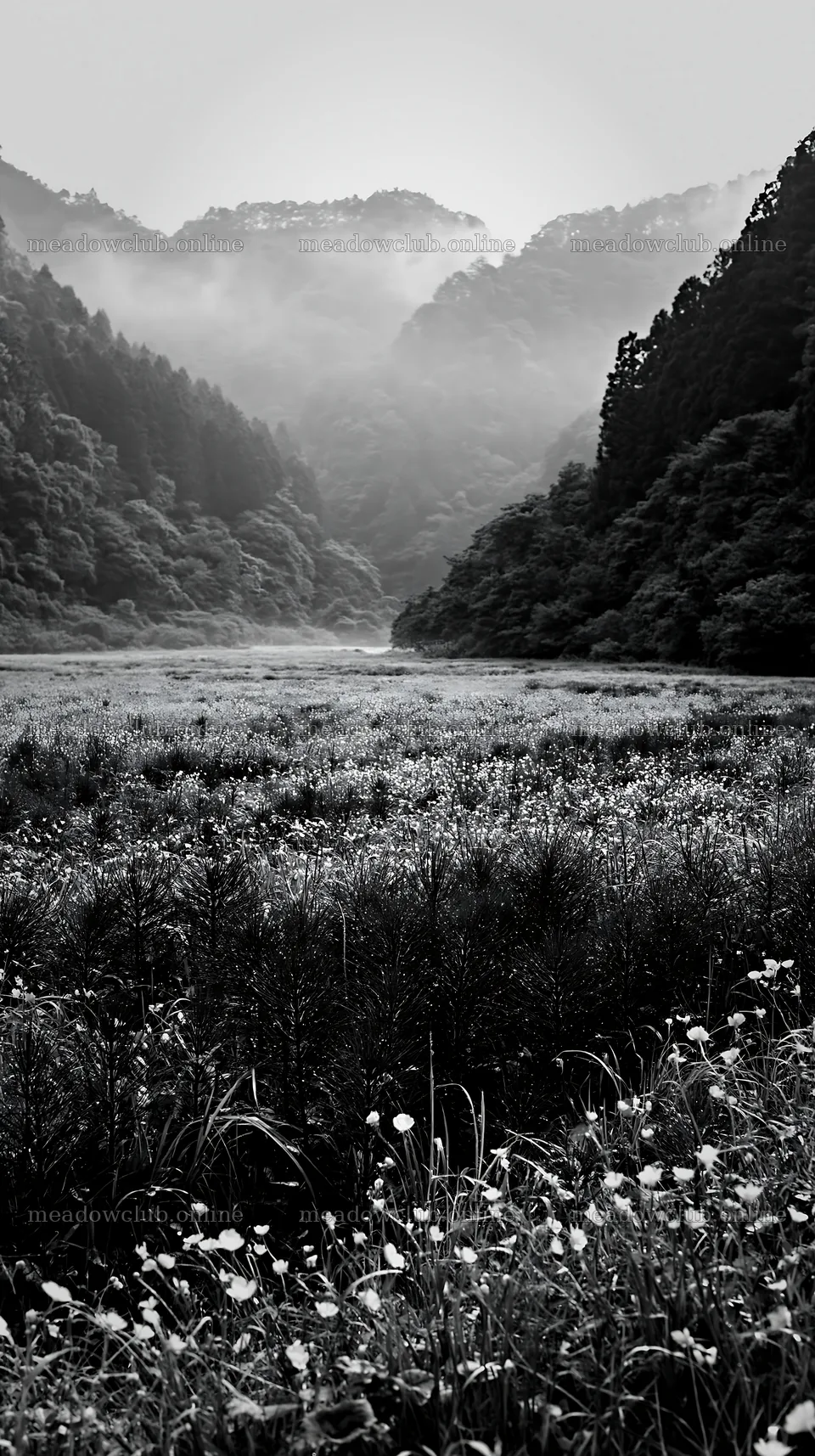 Shizuoka meadow after heavy rain filled with flowers – meadow photos 5938x10608