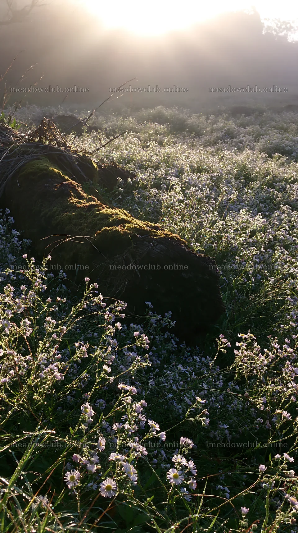 Gifu low carbon meadow with mossy log and spring wildflowers – meadow photos 5938x10608