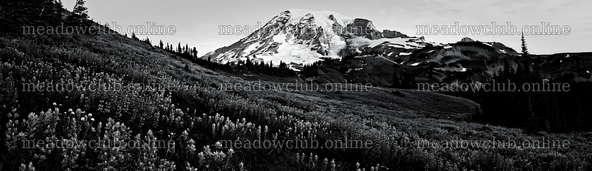 Mount Rainier wildflower meadow at sunrise in black and white – meadow photos 14762x4268