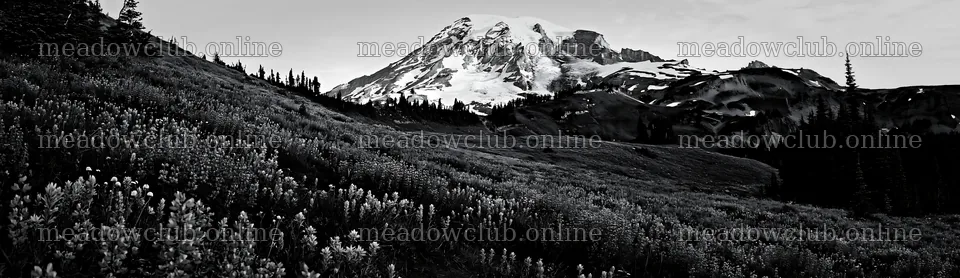 Mount Rainier wildflower meadow at sunrise in black and white – meadow photos 14762x4268