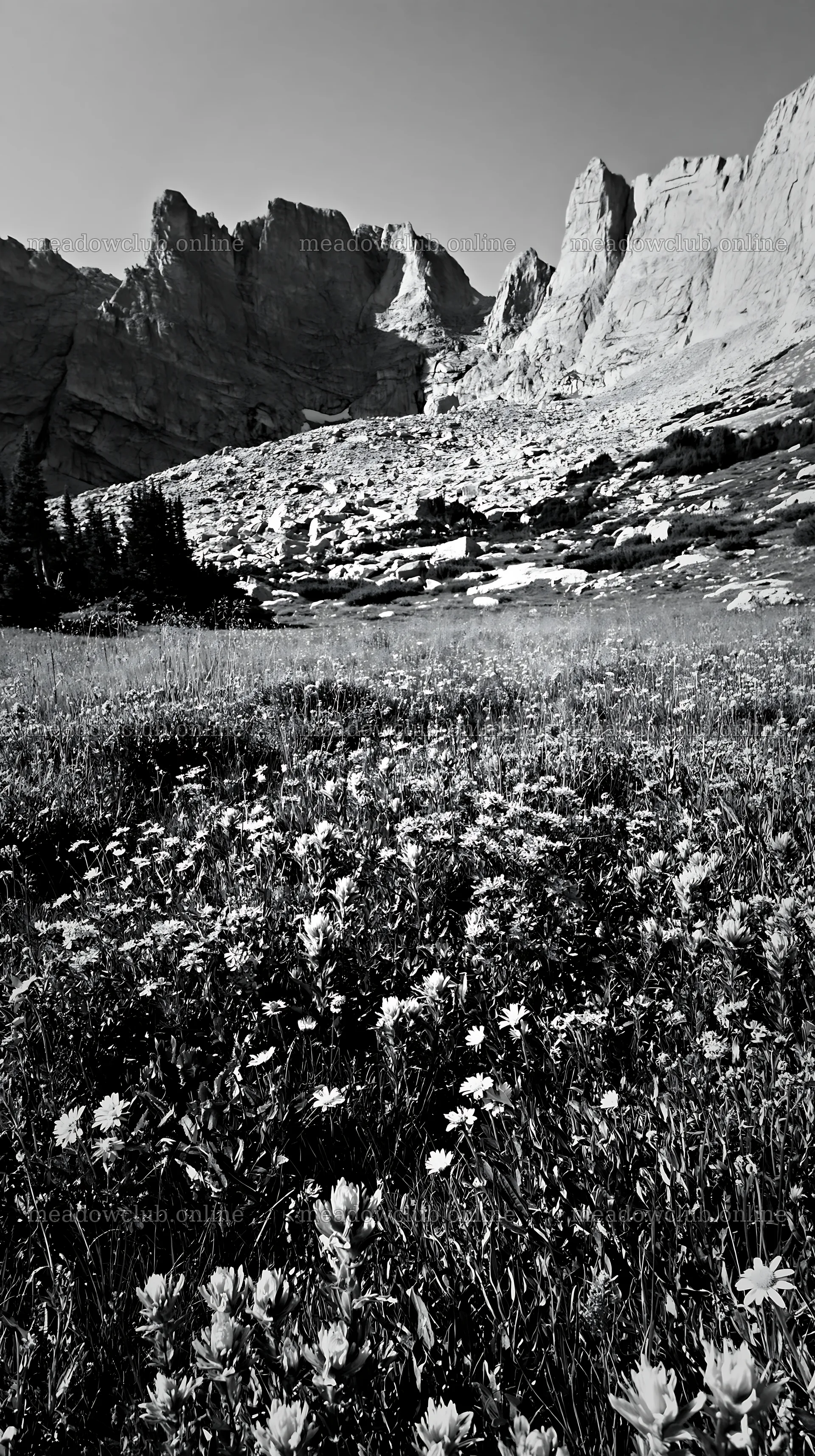 Meadow with flowers beneath crags in natural landscape – meadow photos 5938x10608