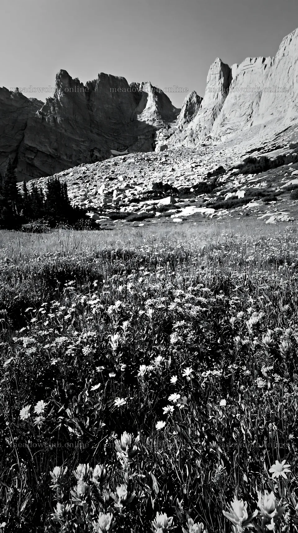Meadow with flowers beneath crags in natural landscape – meadow photos 5938x10608