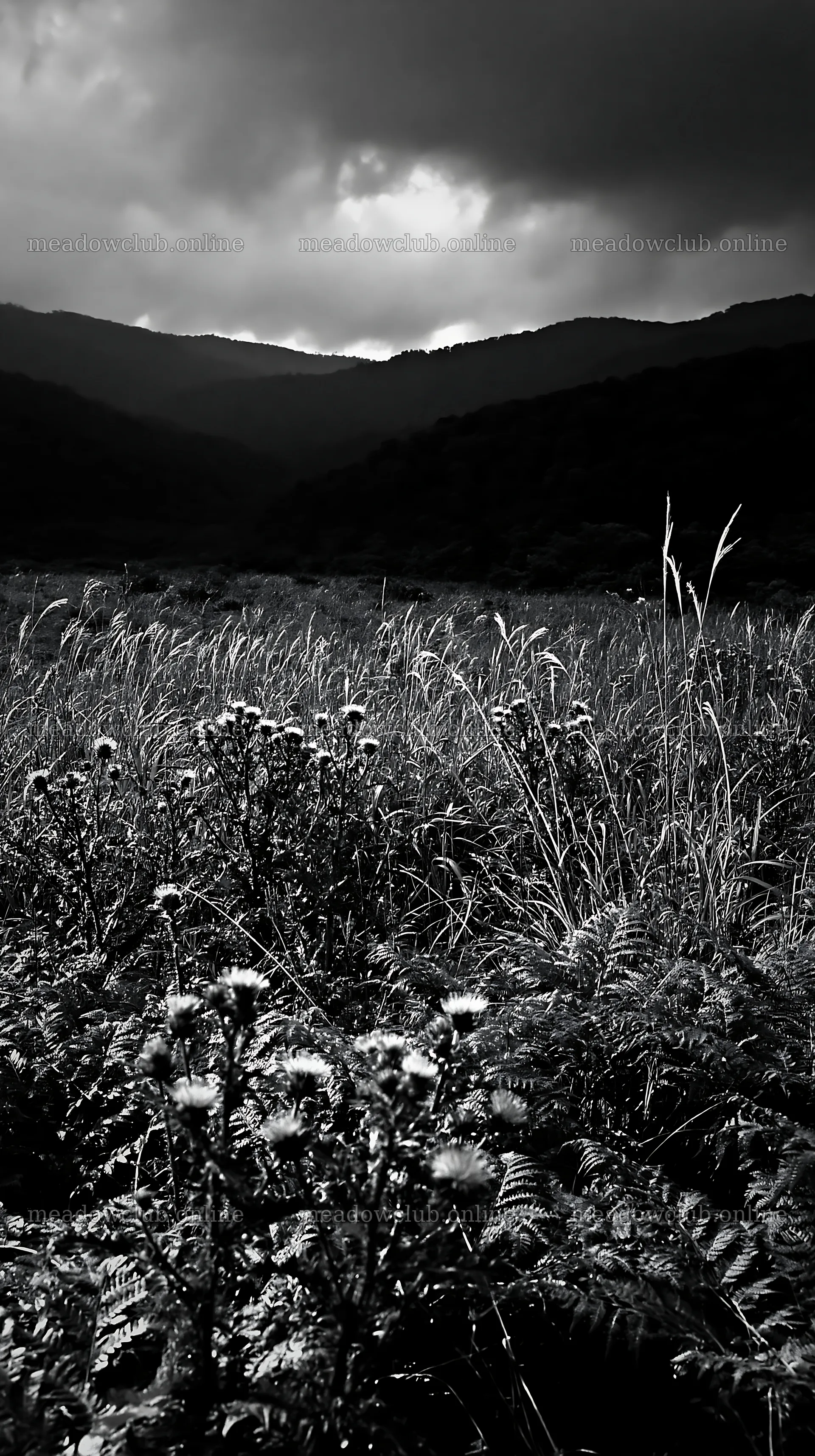 Nara summer meadow with fern foreground and wildflowers – meadow photos 5938x10608