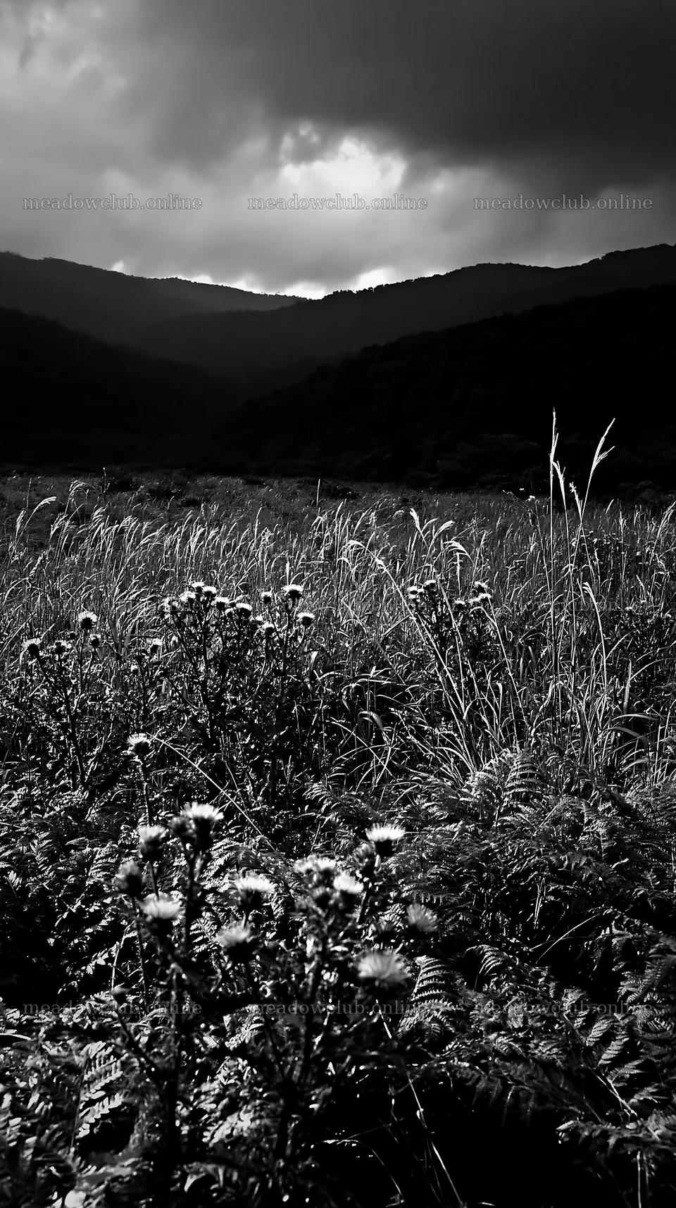 Nara summer meadow with fern foreground and wildflowers – meadow photos 5938x10608