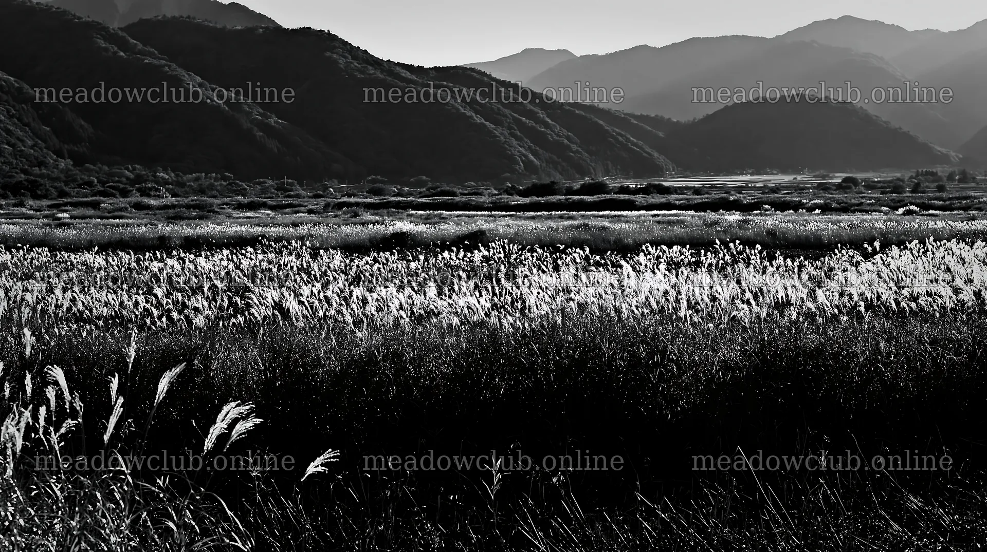 Shiga wetland meadow climate adaptation reeds in a sunny landscape – meadow photos 10608x5938