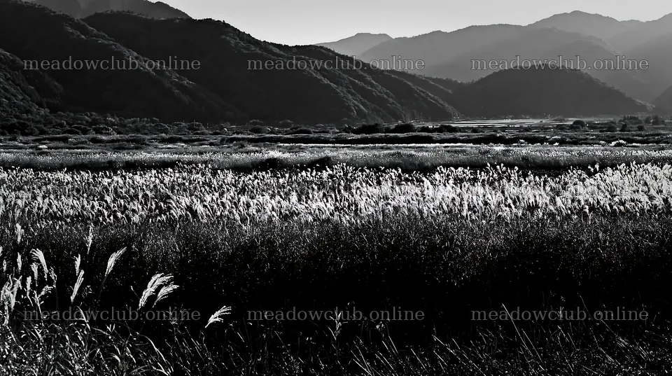 Shiga wetland meadow climate adaptation reeds in a sunny landscape – meadow photos 10608x5938