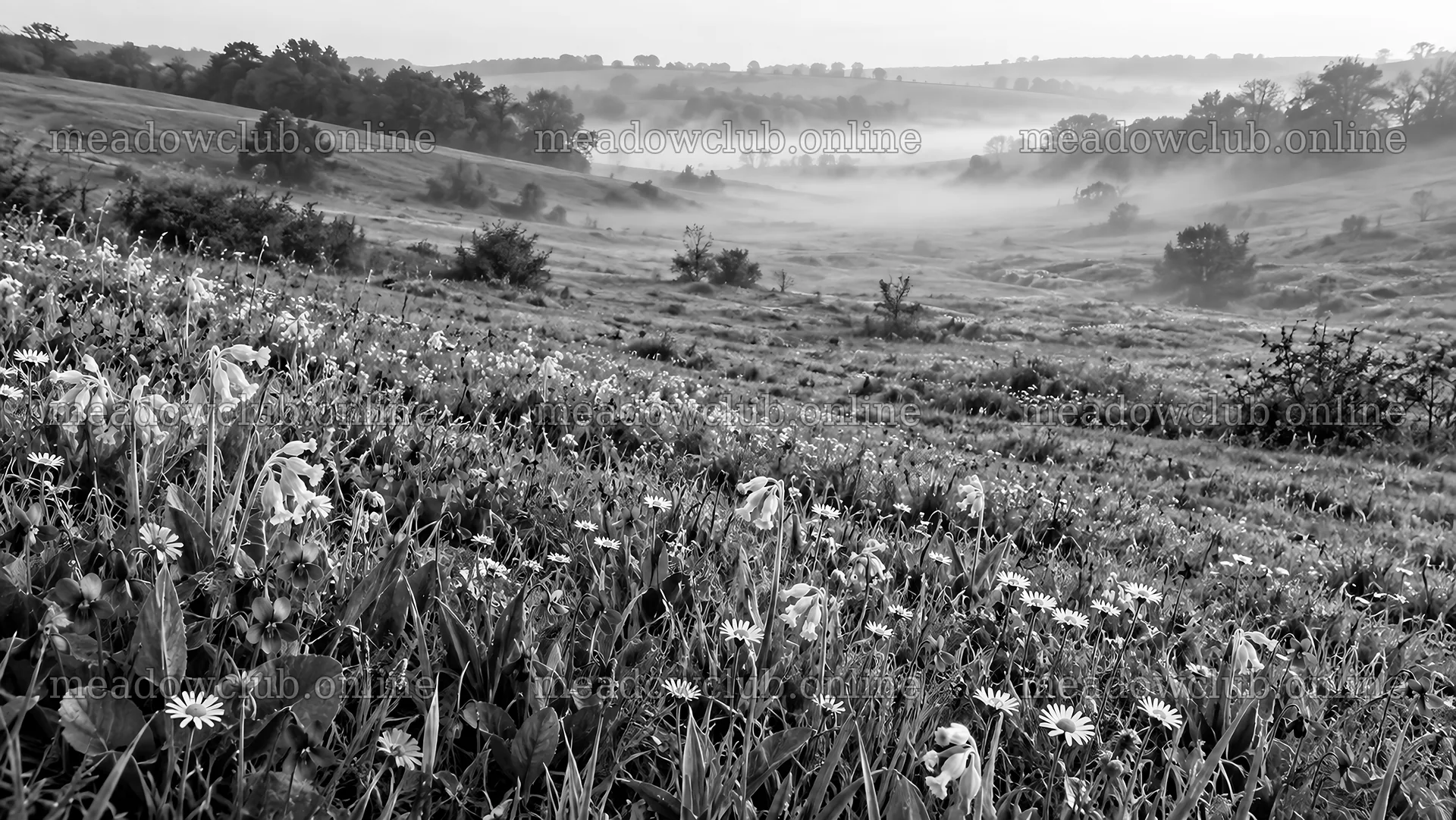 Wildflower Meadow and Morning Mist in Monochrome – meadow photos 10324x5812