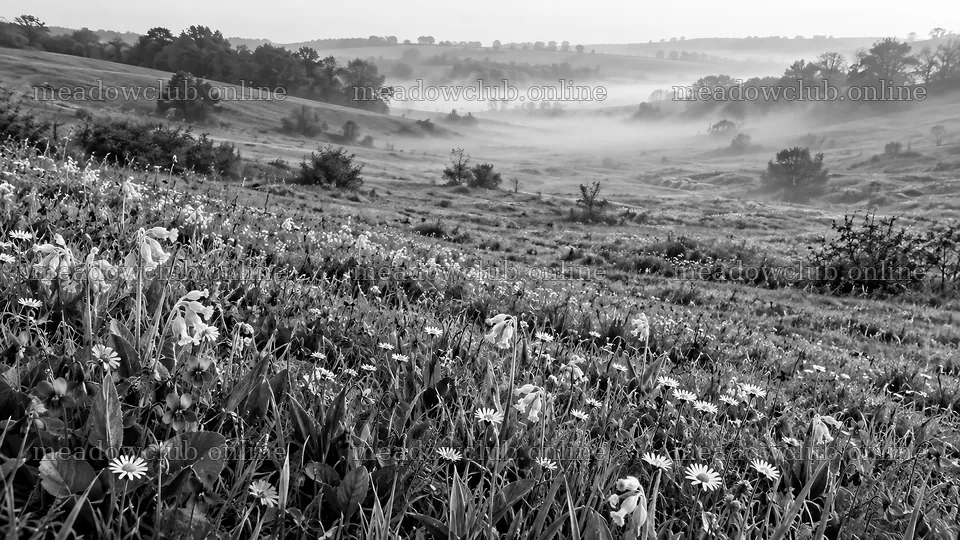 Wildflower Meadow and Morning Mist in Monochrome – meadow photos 10324x5812