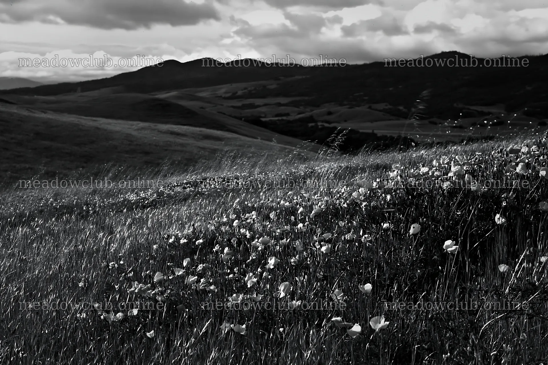 Cloudy foothill meadow with flowers and distant mountains – meadow photos 9722x6480