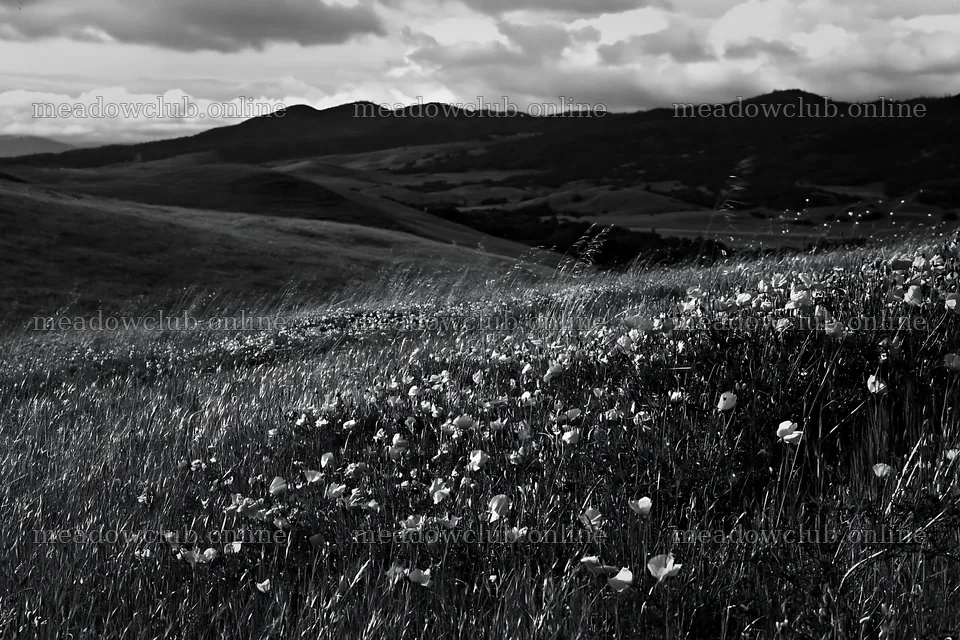 Cloudy foothill meadow with flowers and distant mountains – meadow photos 9722x6480