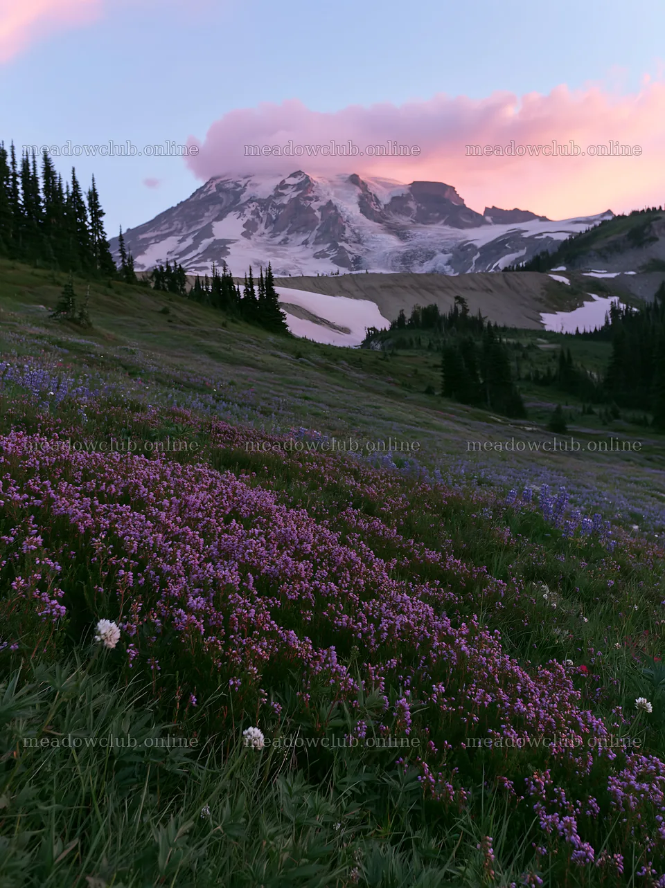 Mount Rainier wildflower meadow at sunrise with pink clouds – meadow photos 6866x9174