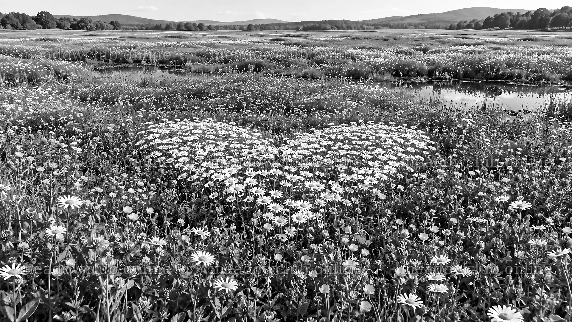 Heart-Shaped Flower Meadow in Black and White – meadow photos 10324x5812