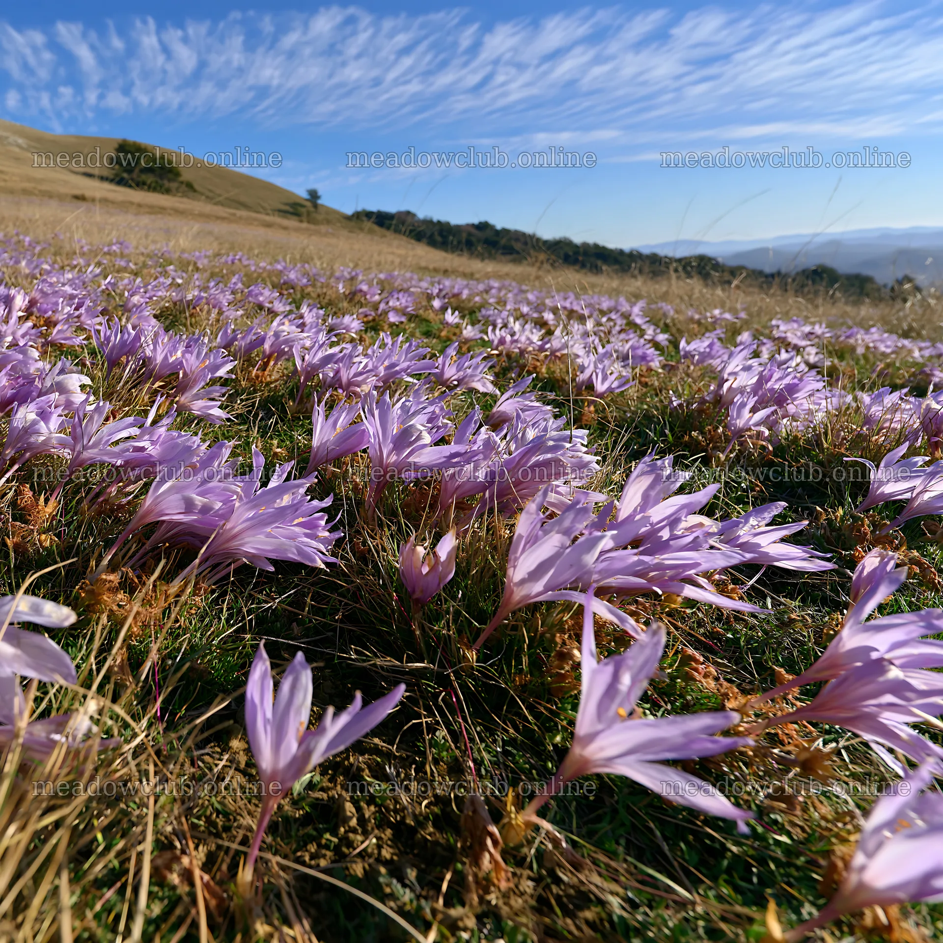 Crocuses bloom in meadow under blue sky – meadow photos 7938x7938