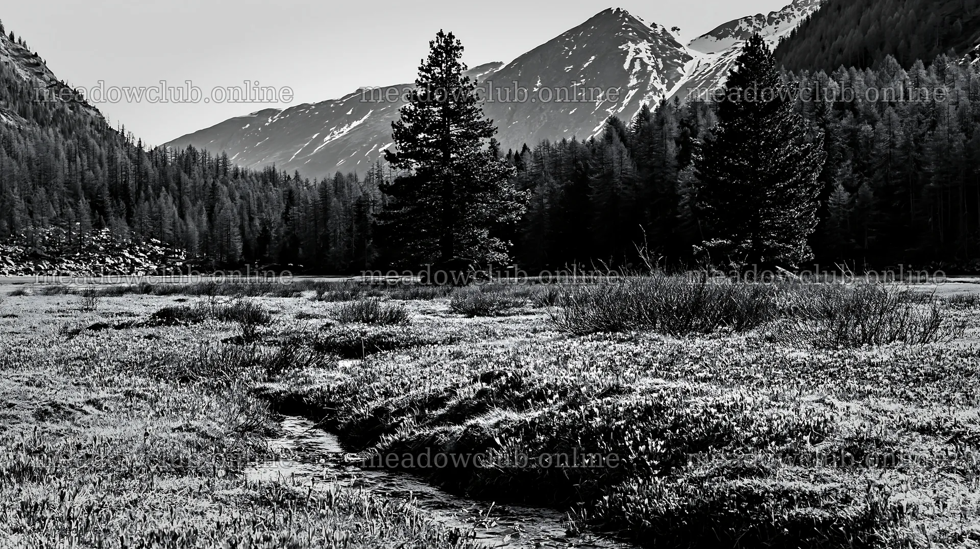 Pine forest meadow with flowers and mountains in the background – meadow photos 10608x5938
