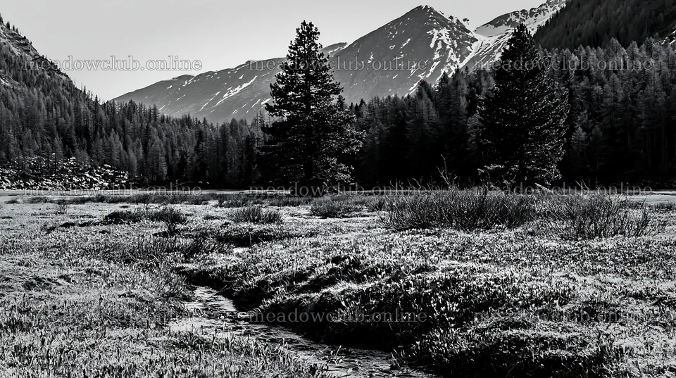 Pine forest meadow with flowers and mountains in the background – meadow photos 10608x5938