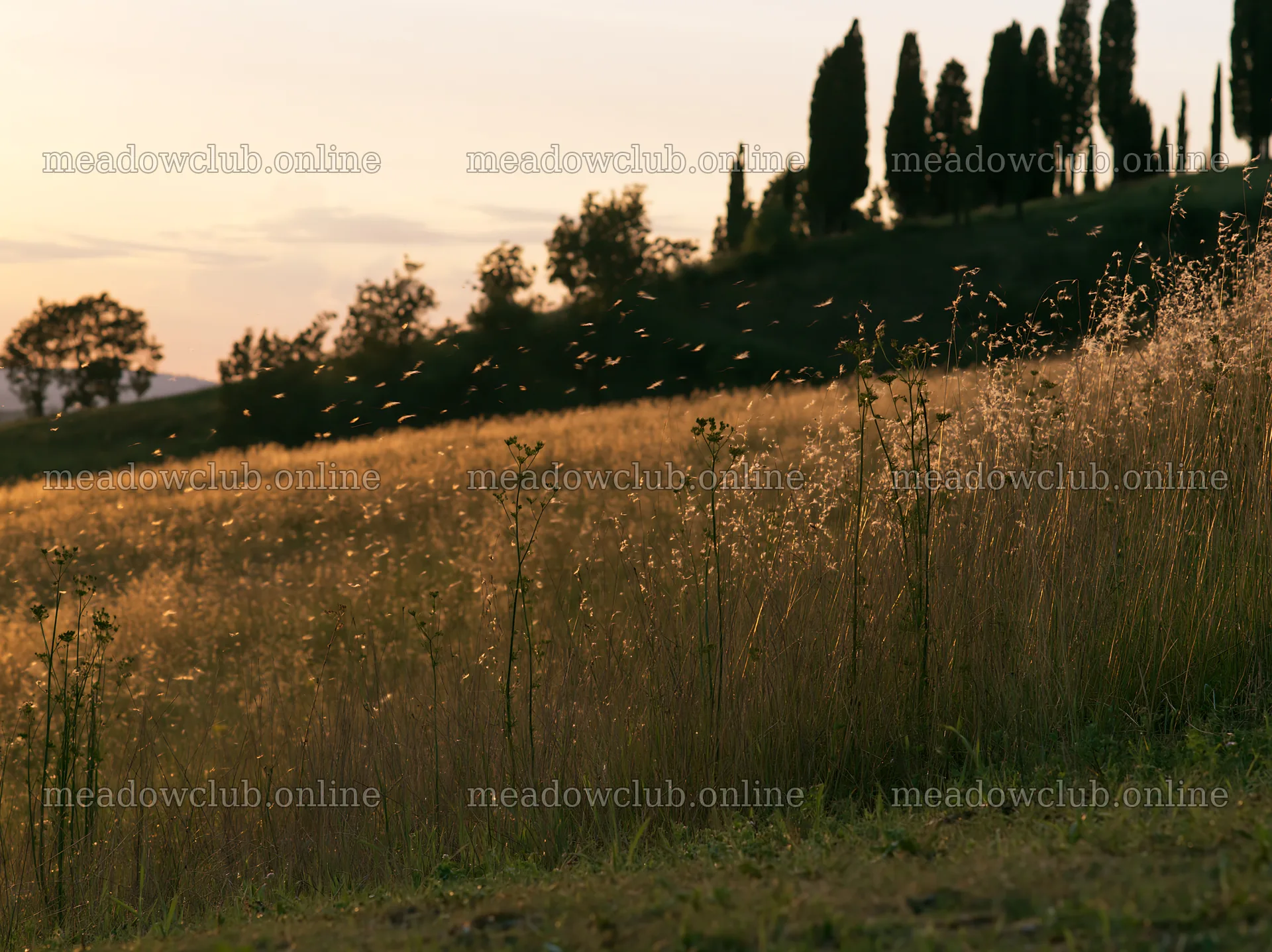 Tall grass meadow with shadows from trees at sunset – meadow photos 9174x6866