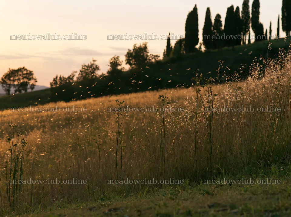 Tall grass meadow with shadows from trees at sunset – meadow photos 9174x6866