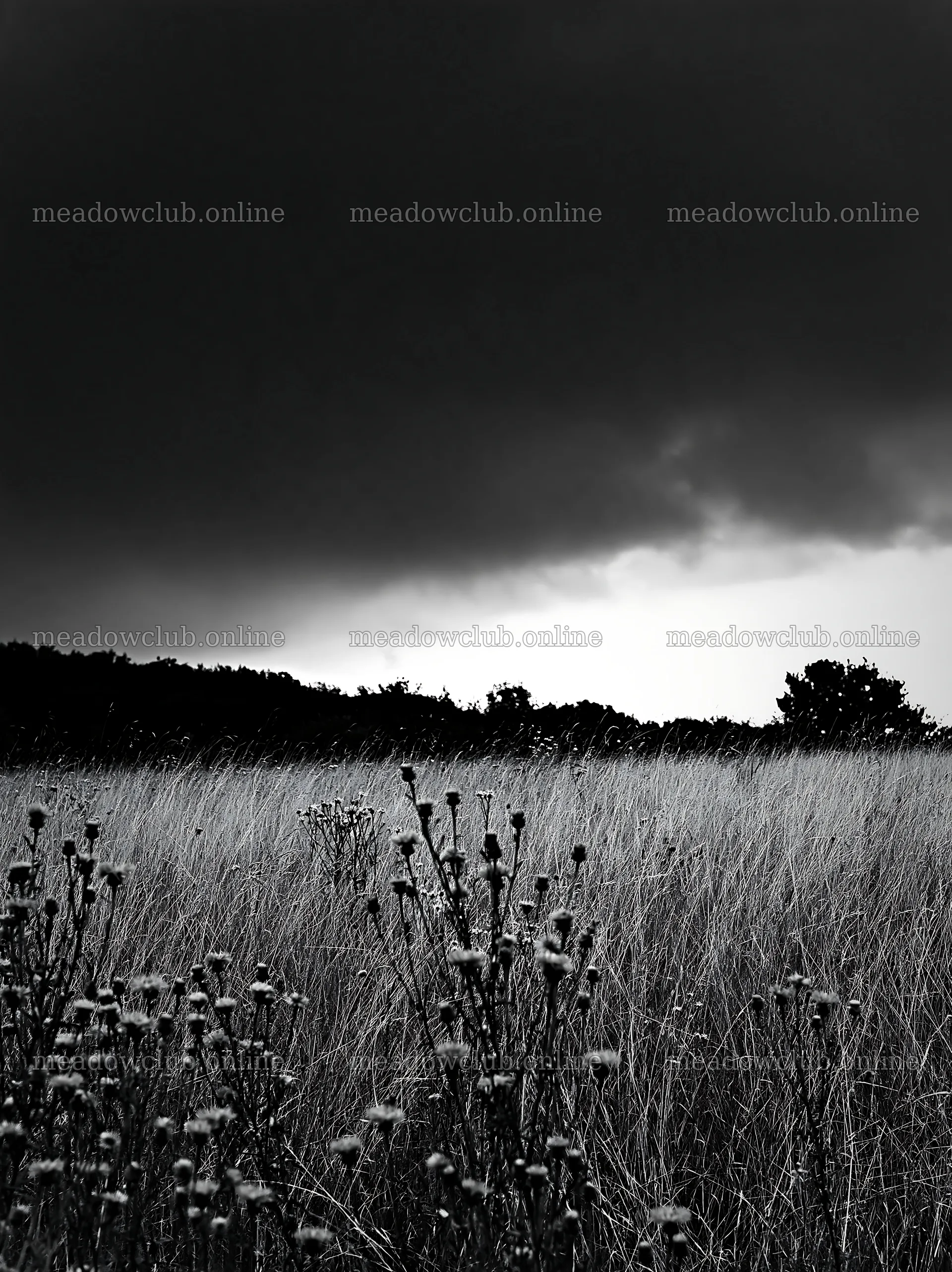 Knapweed in a meadow under dark clouds – meadow photos 6866x9174