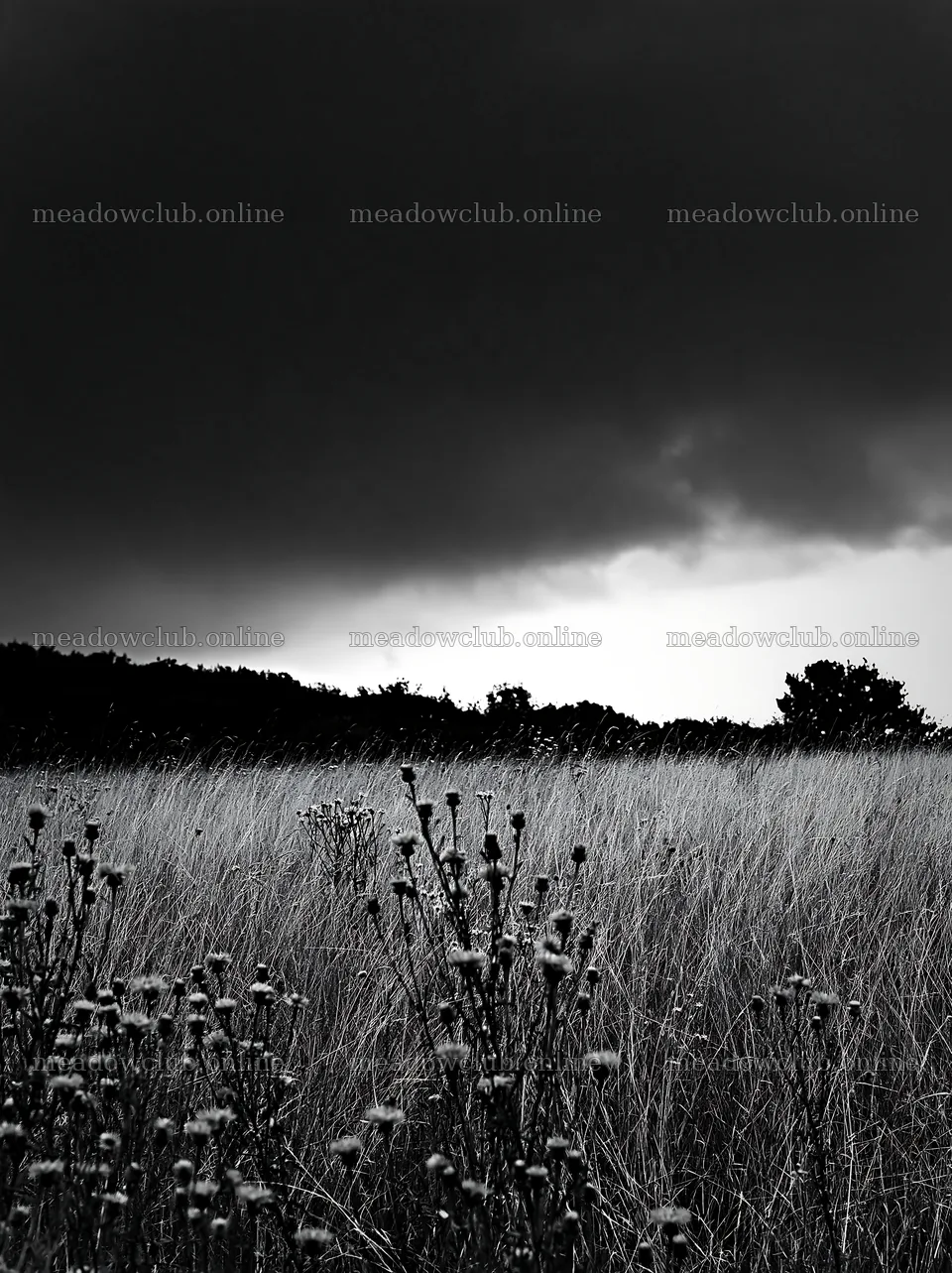 Knapweed in a meadow under dark clouds – meadow photos 6866x9174