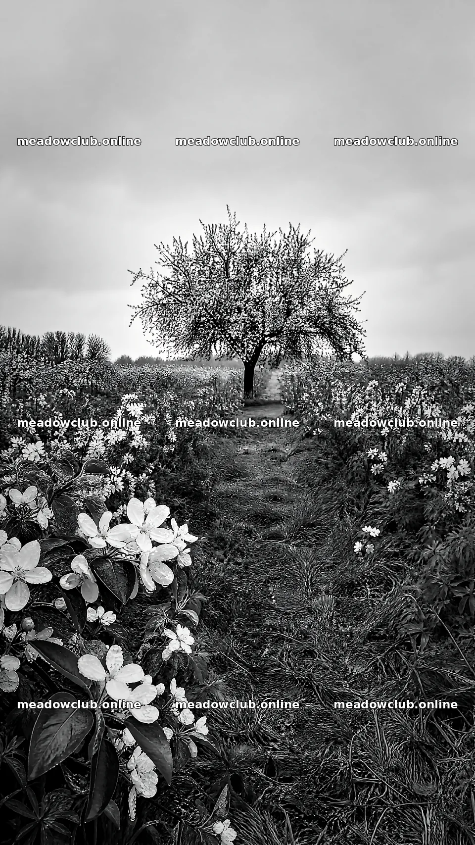 Apple blossom meadow with a single tree and flowers – meadow photos 5952x10584