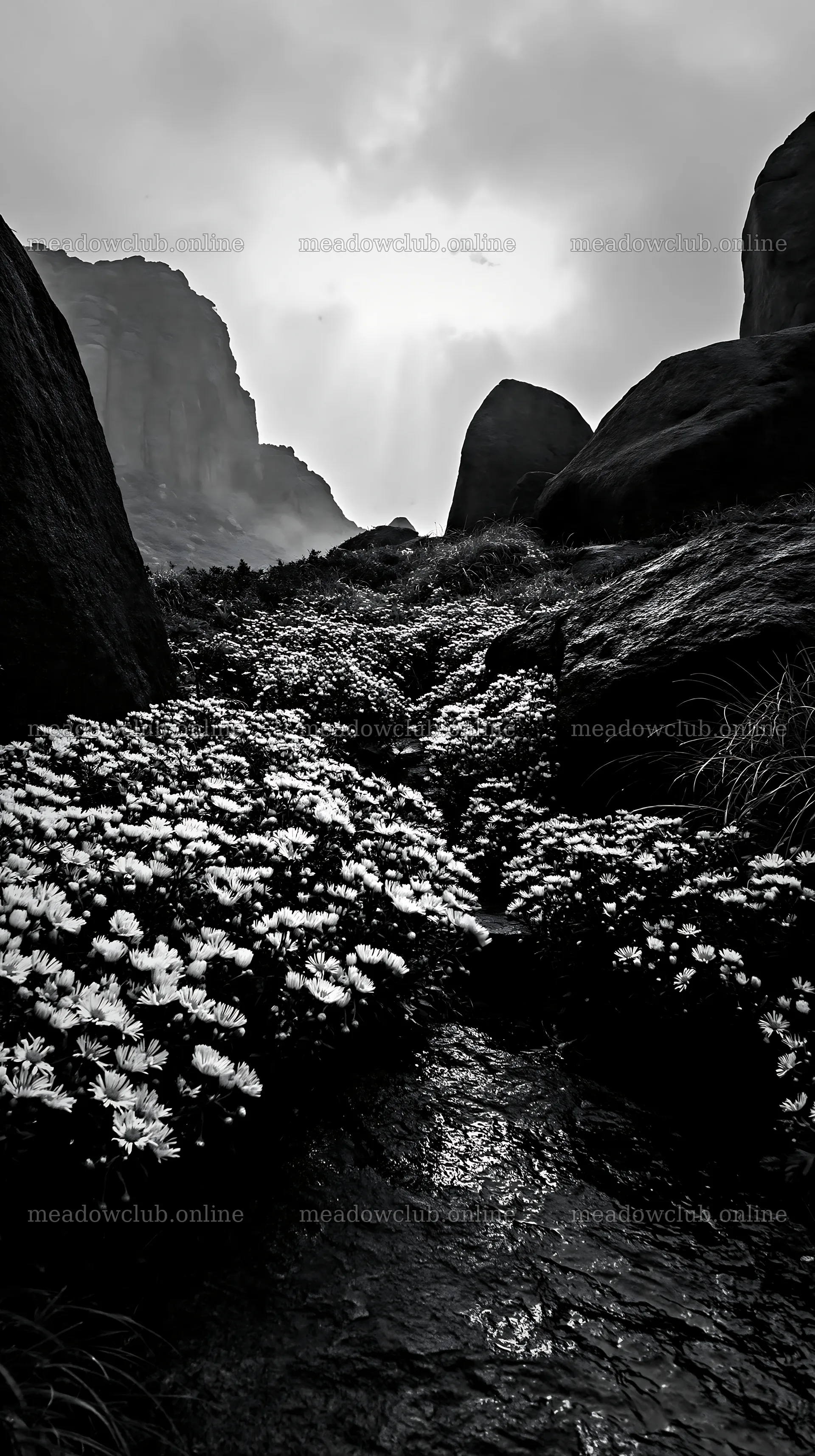 Oita highland meadow with granite stones and flowers – meadow photos 5938x10608