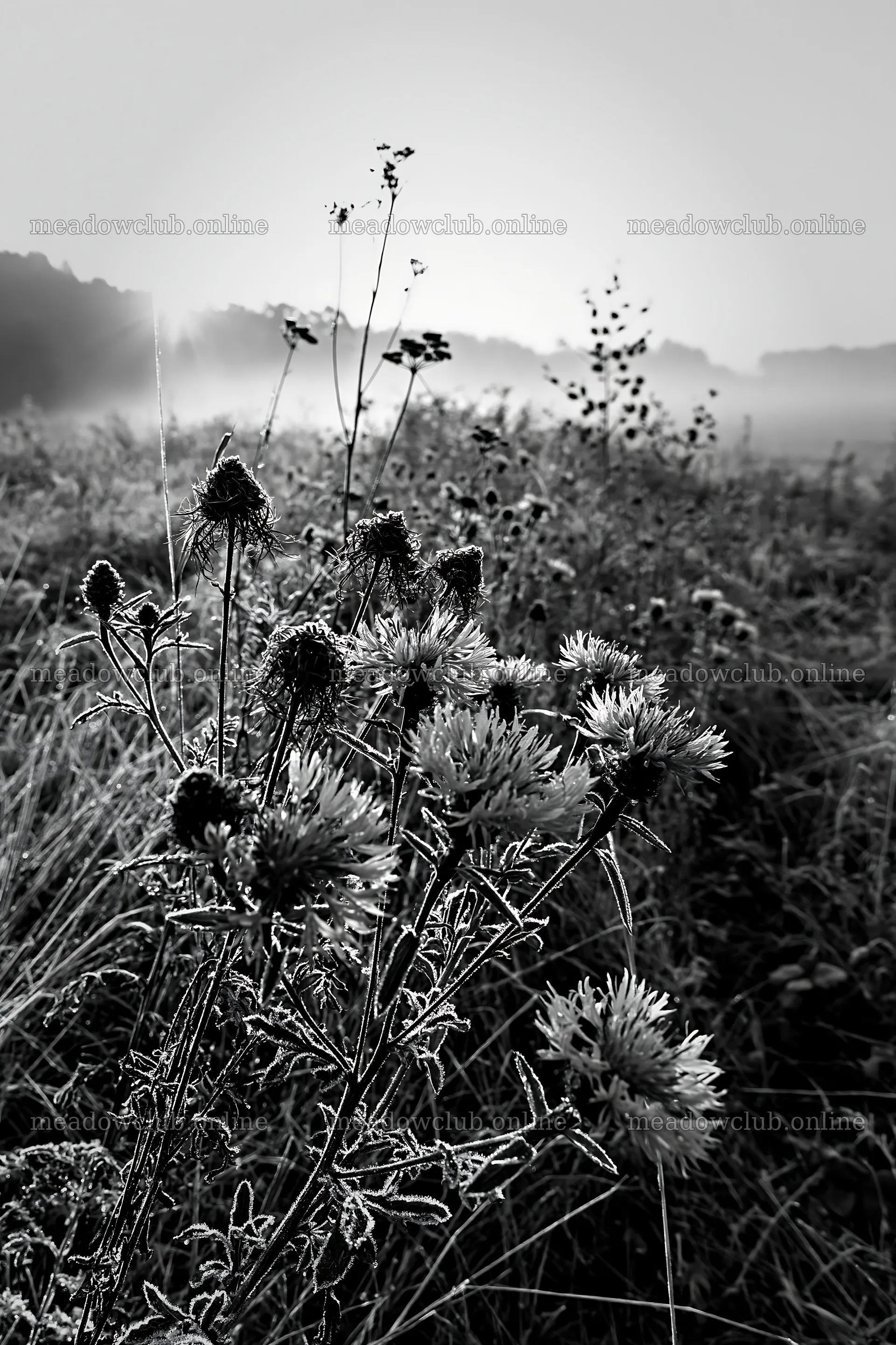 Meadow with knapweed in morning fog – meadow photos 6480x9722