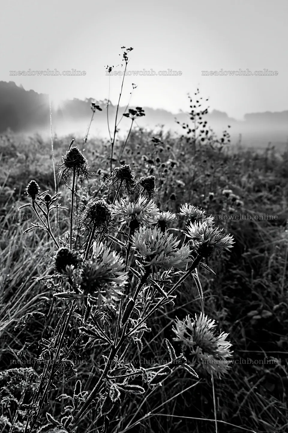 Meadow with knapweed in morning fog – meadow photos 6480x9722