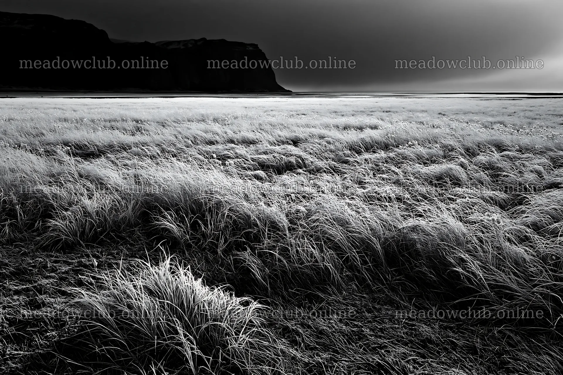 Frosty coastal meadow with tall grass and dark cliffs nearby – meadow photos 9722x6480