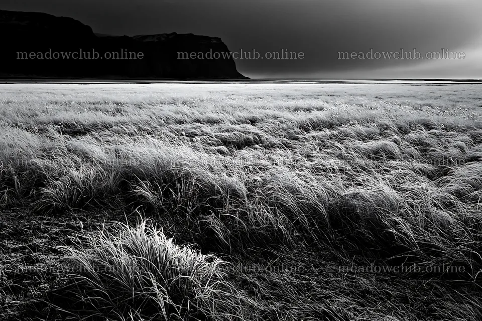 Frosty coastal meadow with tall grass and dark cliffs nearby – meadow photos 9722x6480