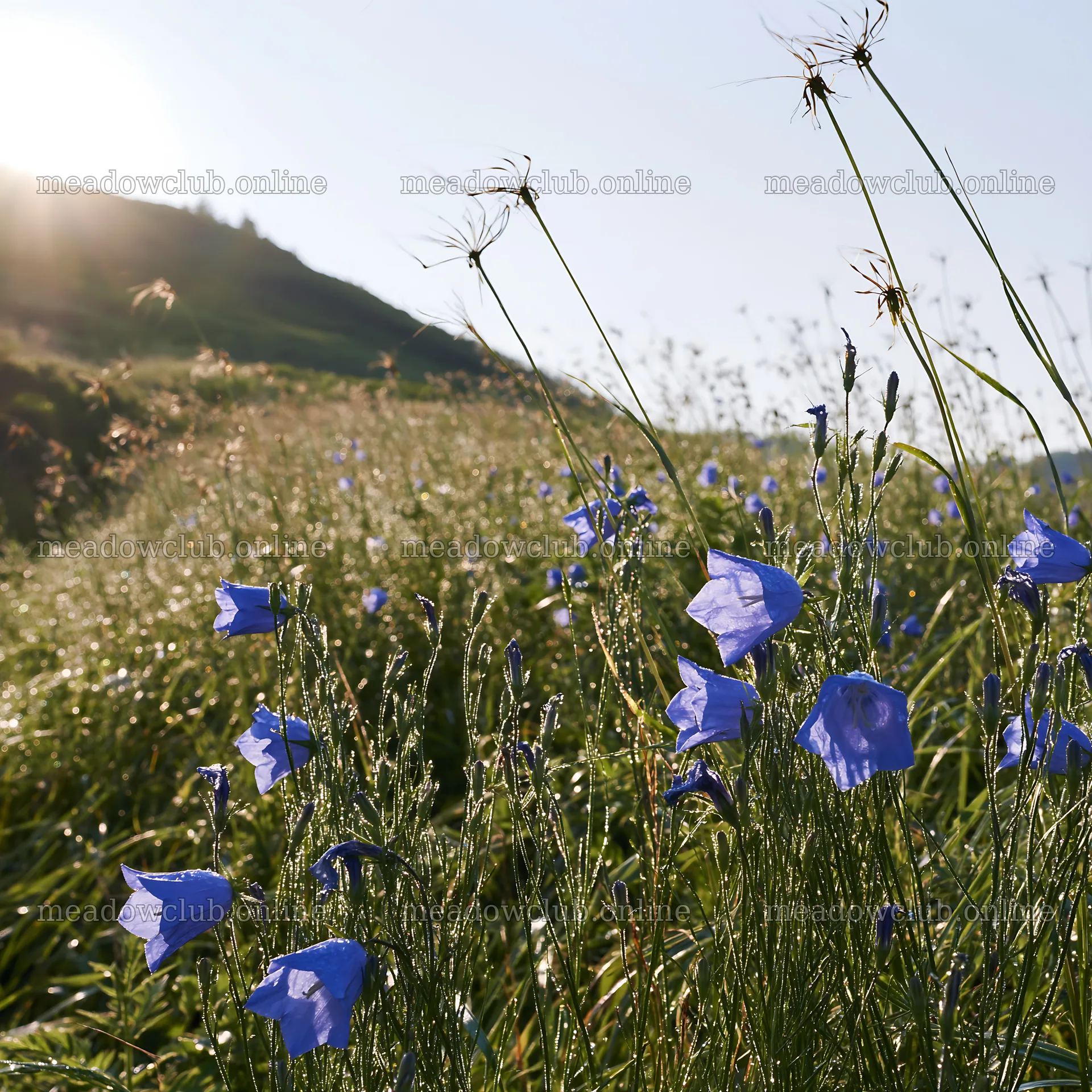 Expansive Hokkaido restoration meadow with dewdrops – meadow photos 7938x7938