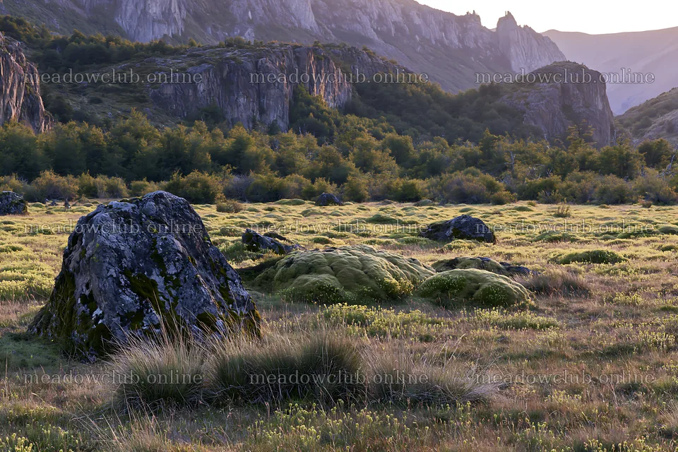 Mossy boulders in a meadow under soft light – meadow photos 9722x6480