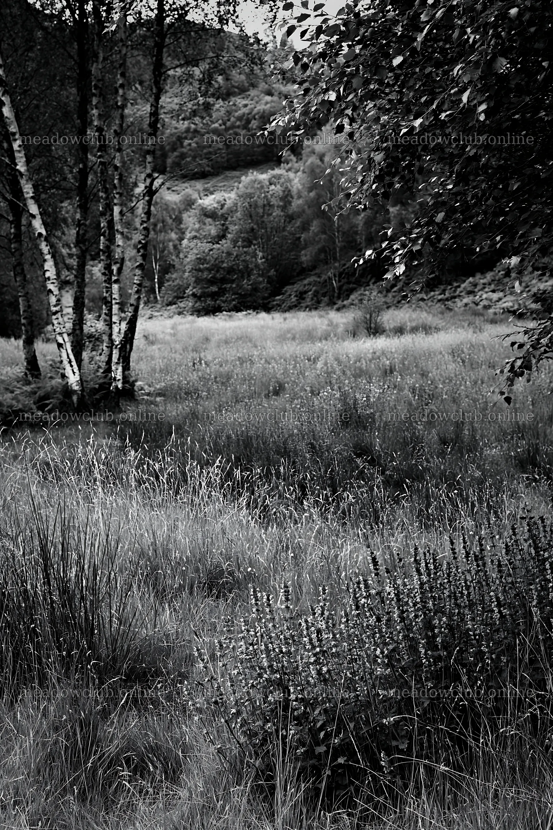 Meadow with flowers beneath birch woodland in black and white – meadow photos 6480x9722