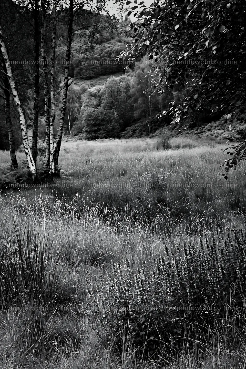 Meadow with flowers beneath birch woodland in black and white – meadow photos 6480x9722