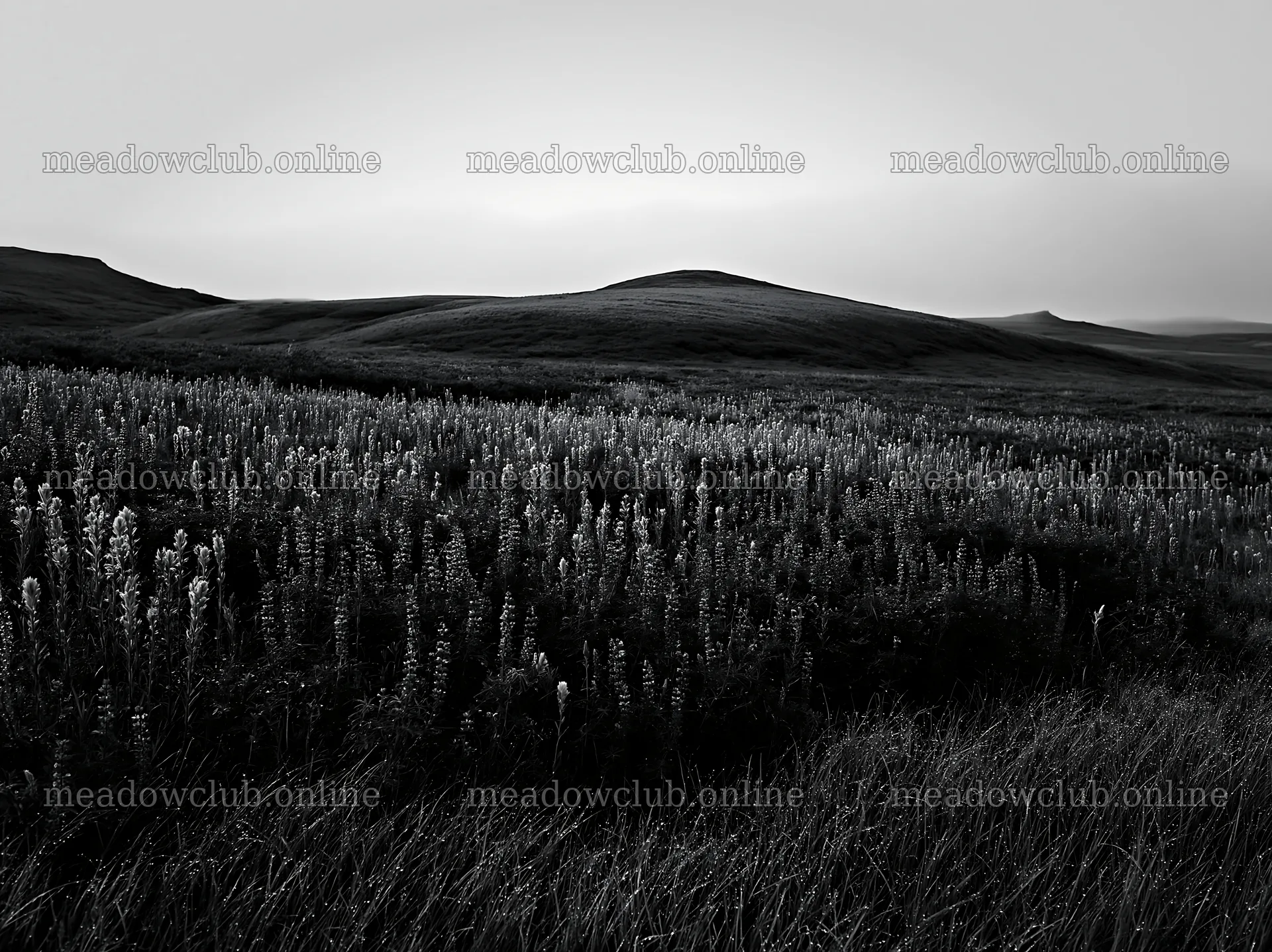 Fireweed lupine meadow with rolling hills at dusk – meadow photos 9174x6866