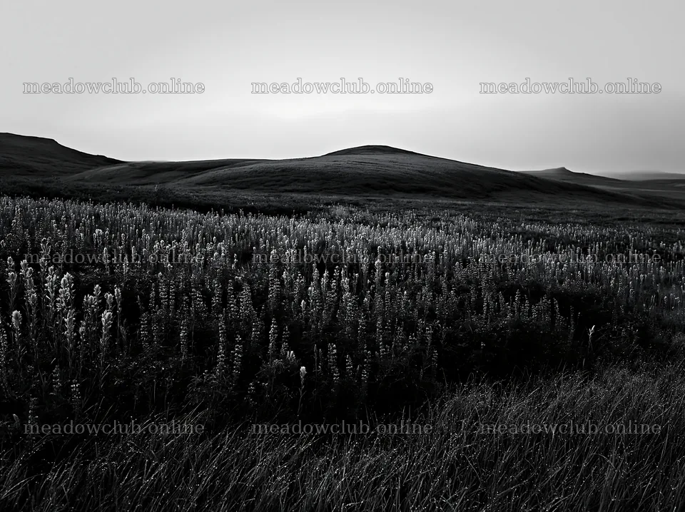 Fireweed lupine meadow with rolling hills at dusk – meadow photos 9174x6866