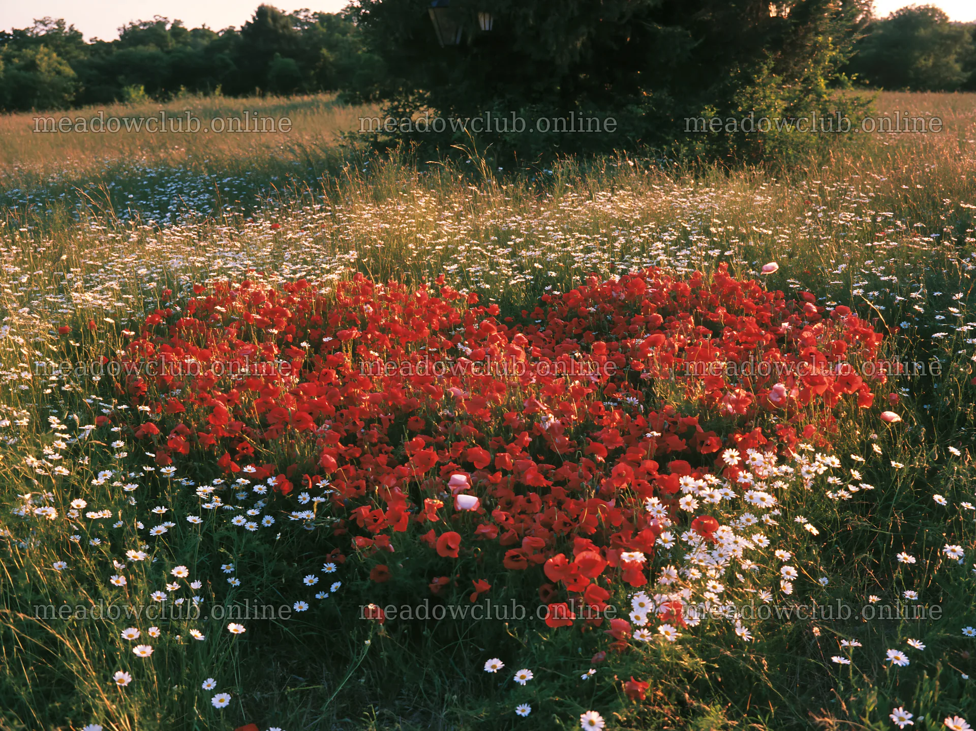 Christmas tree in meadow sunlight with wildflowers – meadow photos 9174x6866