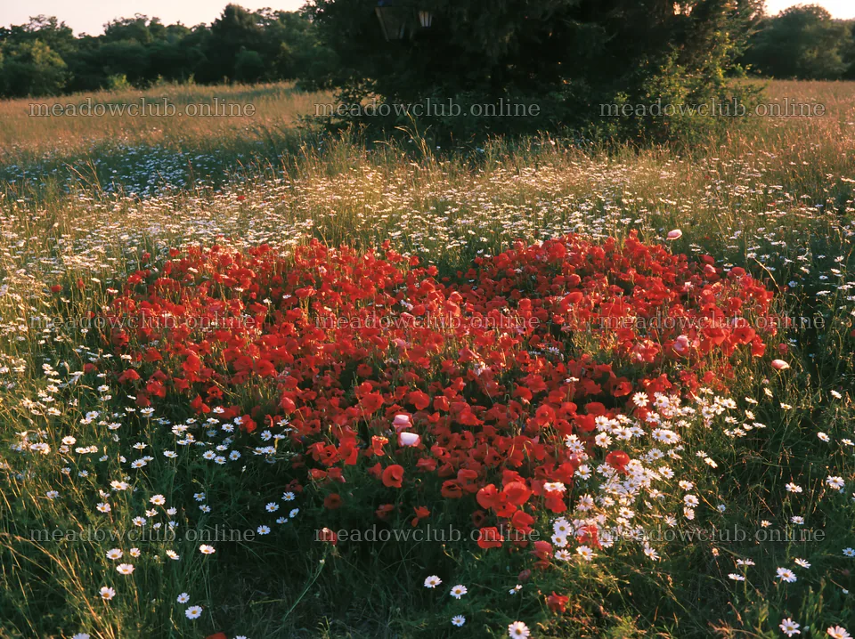 Christmas tree in meadow sunlight with wildflowers – meadow photos 9174x6866