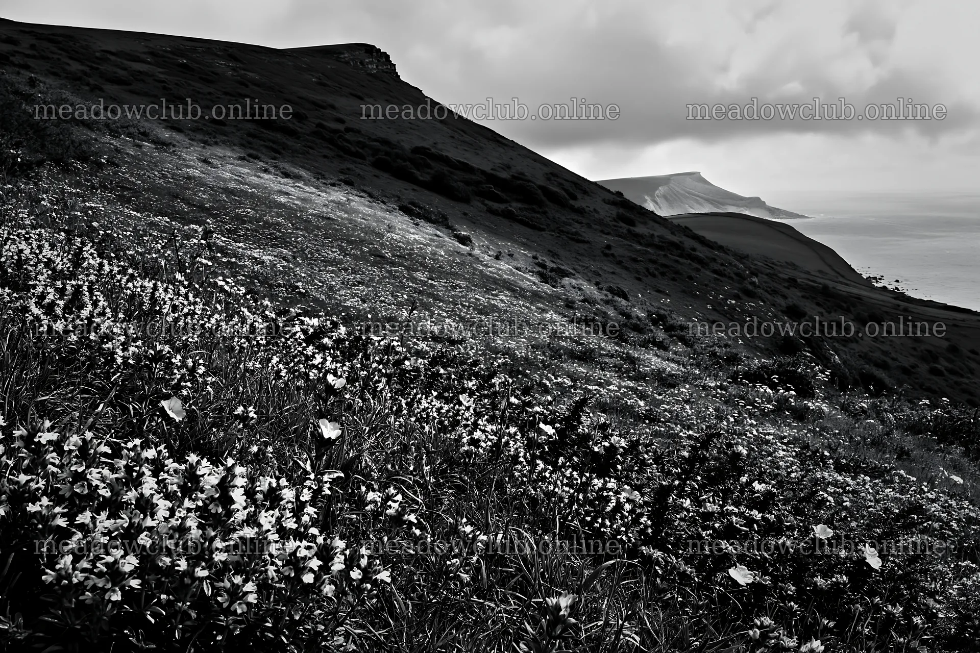 Cloudy wild thyme meadow with hills in the background – meadow photos 9722x6480