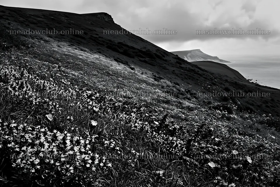 Cloudy wild thyme meadow with hills in the background – meadow photos 9722x6480