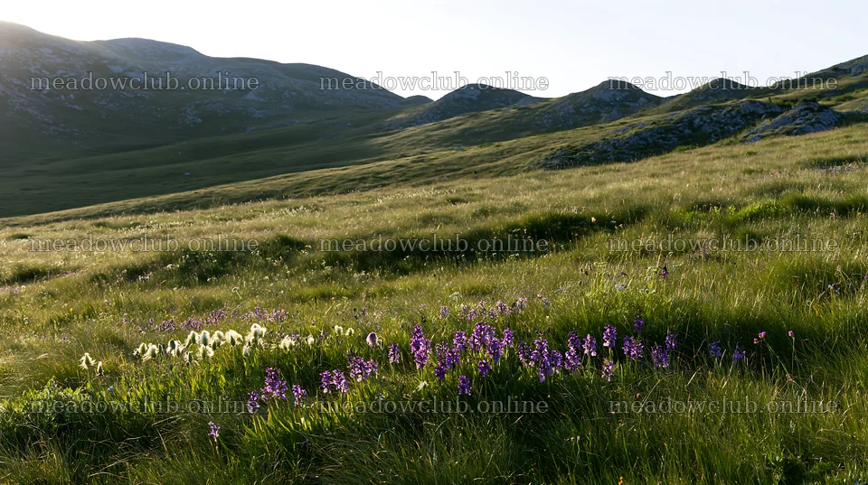 Regenerative meadow with blooming flowers in daylight – meadow photos 10608x5938