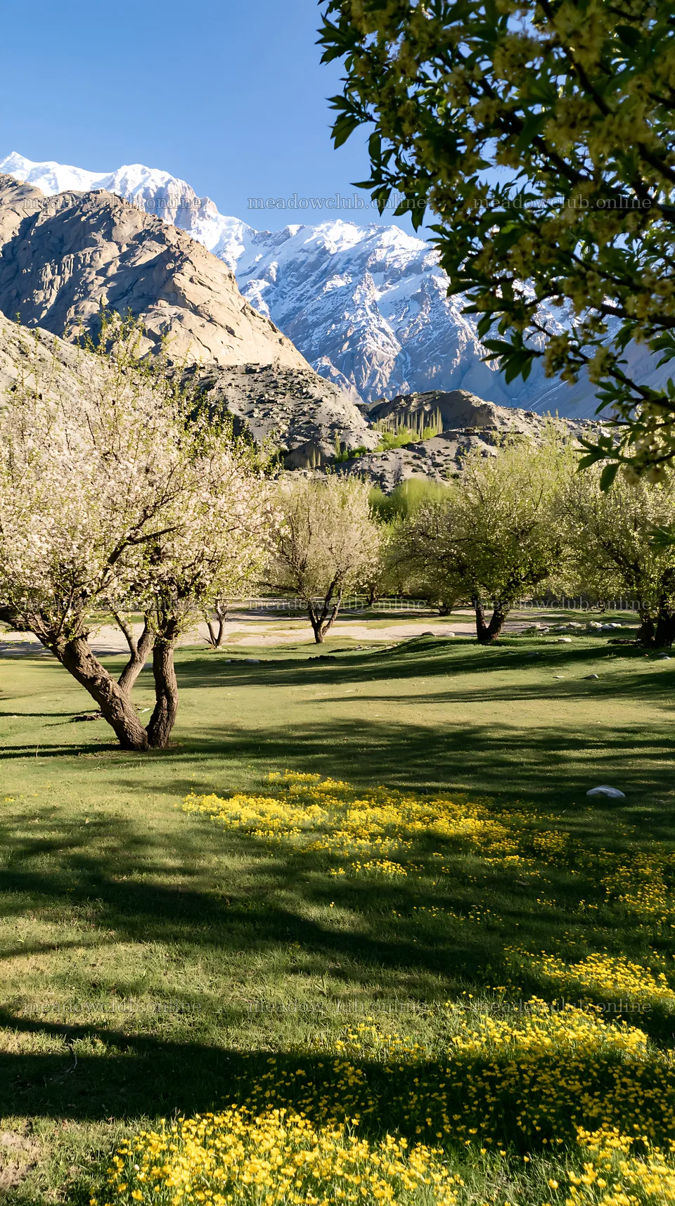 Spring orchard meadow with trees and mountains in the background – meadow photos 5938x10608