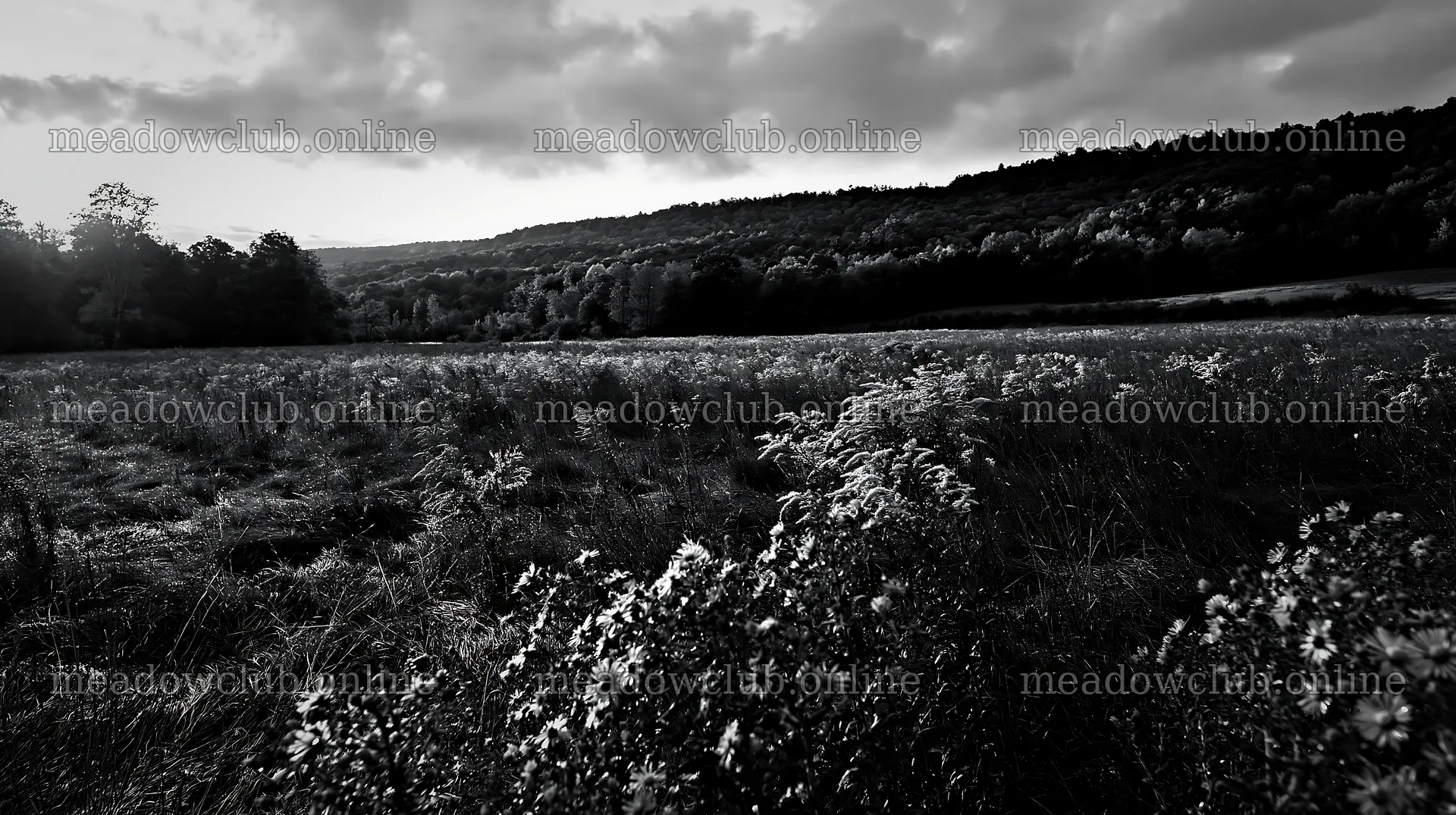 Autumn meadow with grass and trees under cloudy sky – meadow photos 10608x5938
