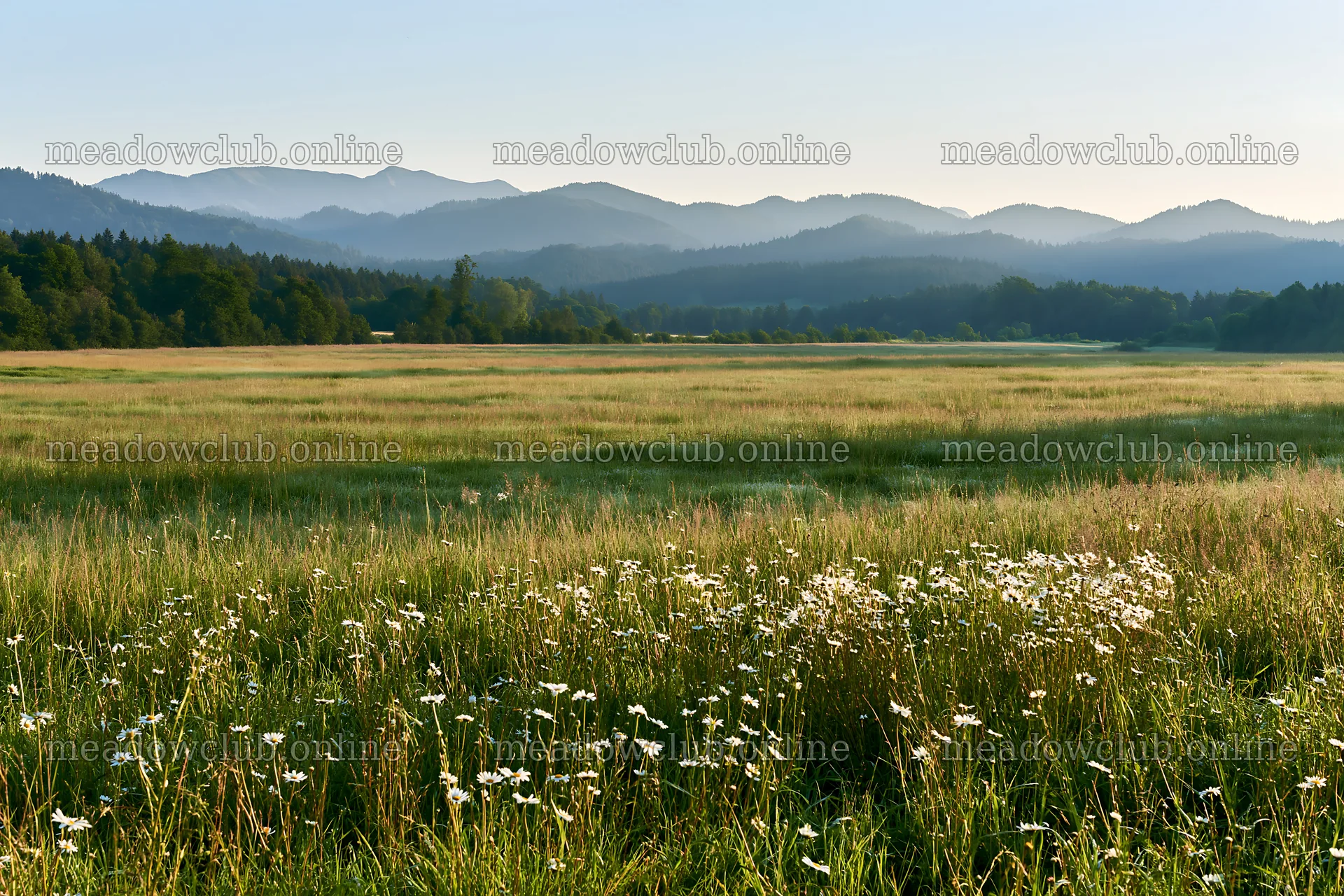 German foothill meadow with wildflowers and distant mountains – meadow photos 9722x6480