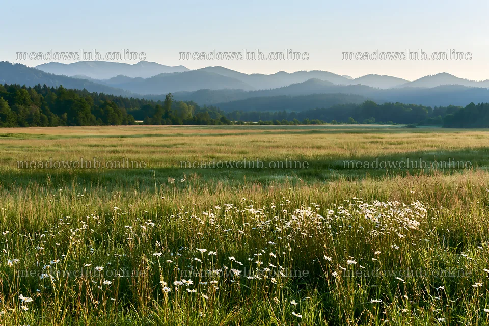 German foothill meadow with wildflowers and distant mountains – meadow photos 9722x6480