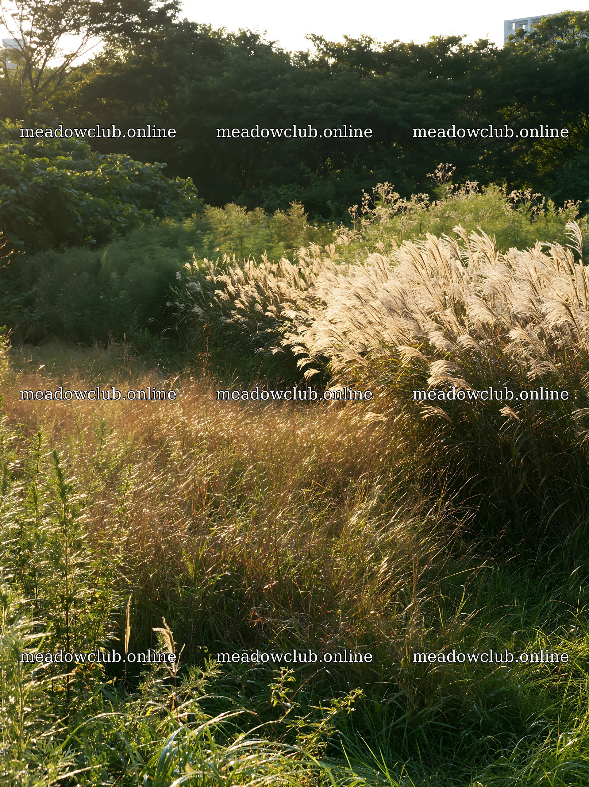 Tokyo urban biodiversity meadow with seedheads at sunset – meadow photos 6866x9174